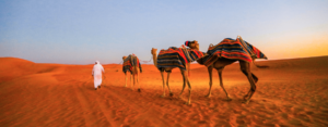 Book Desert Adventure Safari Tours Dubai &amp; Abu Dhabi