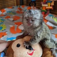 Finger Marmoset Monkey For Sale