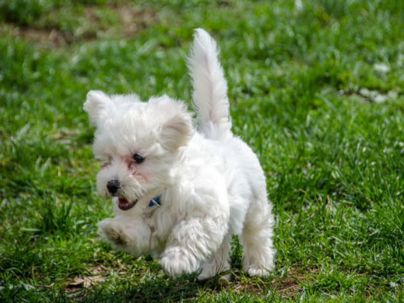 Adorable Maltese puppies for sale at affordable prices