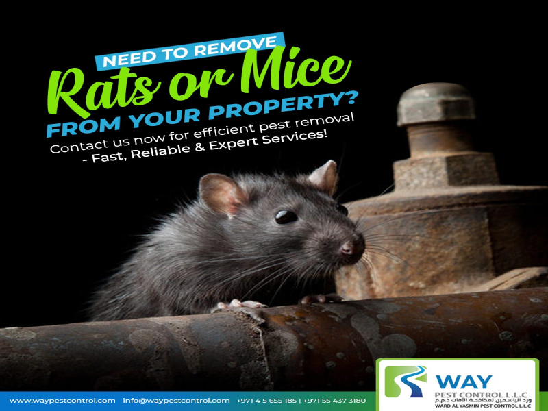 ?Effective Rodent Control Services in Dubai: Keep Your Home or Business Safe from Infestations?