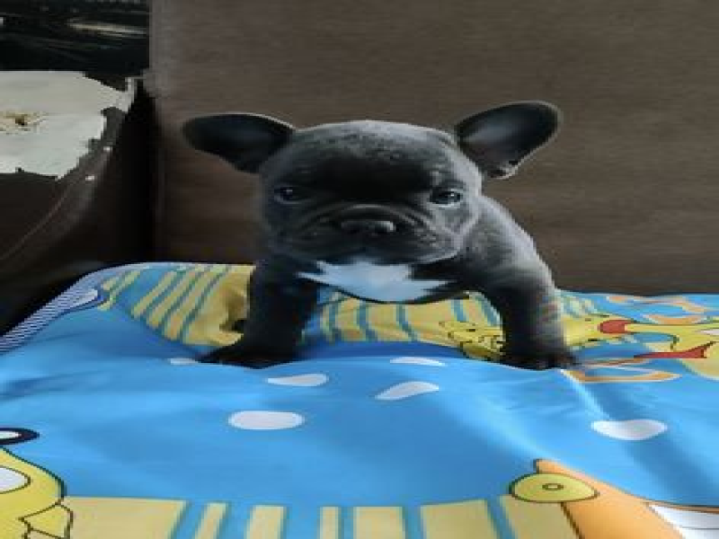 No matter how little money you own, having a dog makes you rich...
french bulldog puppy online