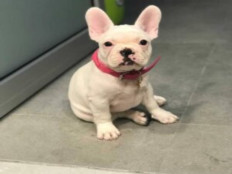french bulldog puppy online Website......https://happybarkfrenchies.com/
